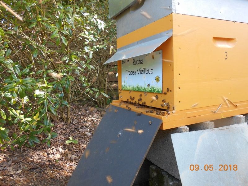 La ruche Trobas Vieilbuc